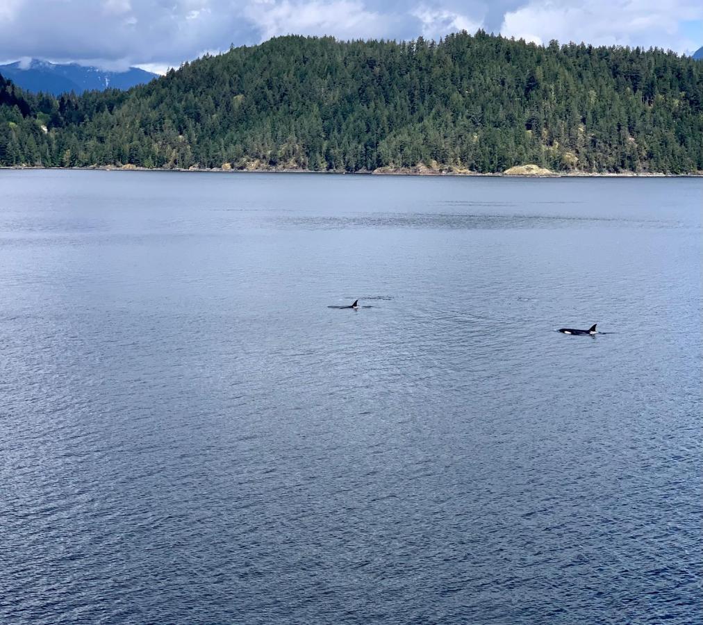 Bed and Breakfast Earls Cove Orca View à Egmont Extérieur photo